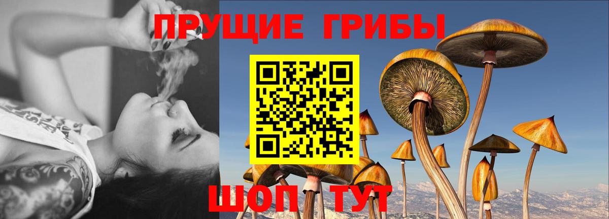 Псилоцибиновые грибы Psilocybine cubensis Баксан